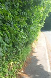 Overgrown Hedges in Speldhurst Parish