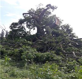 Ancient oak damaged