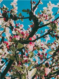 420 New Trees on Order for the Village, with More to Come