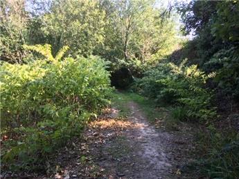 Japanese Knotweed in Battle