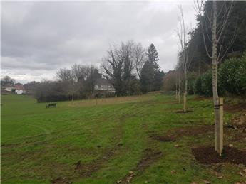 Tree Planting