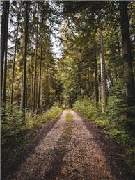 Details now Available for National Forest Walk 2nd January