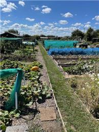 CLIFFE ALLOTMENTS