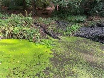 Chapel Wood pond clearance