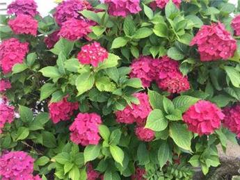 Friday flowers