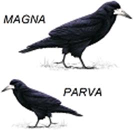 North Crawley Parish Council April Meeting 2026