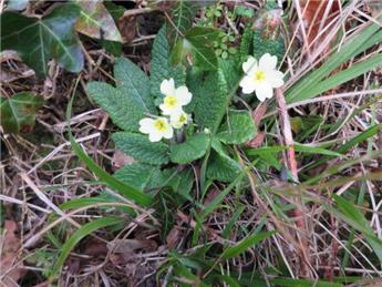 First rose in flower in February