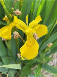 Update on Amport Fen Habitat Restoration Spring 2026
