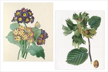 Wildlife Wonders: A Gardener’s Calendar 