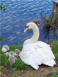 Swan Welfare - Thank You