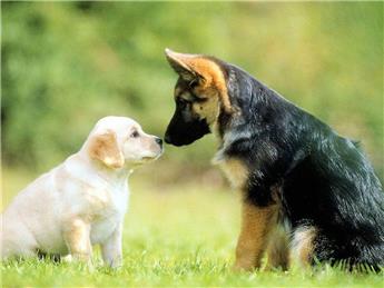 Responsible Dog Ownership