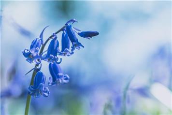 Bulb Planting on the Village Green (5 & 8 November)