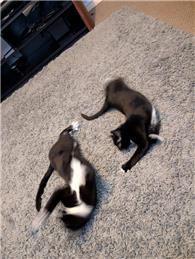 Victims of Late Night Zoomies Support Event