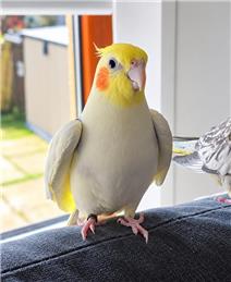 Little Lemon Finds His Forever Home! 💛🦜