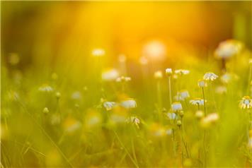 Forest Green Ecological Survey