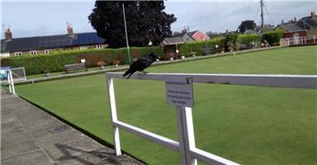 Pudding pays surprise visit to club.