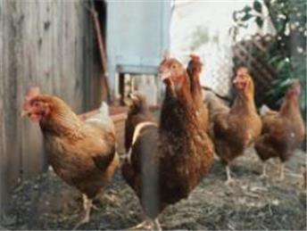 Avian influenza: Restrictions for all Shropshire bird keepers from 27 January