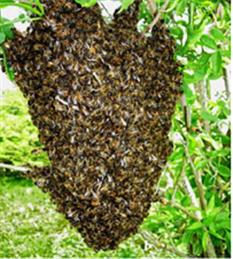 Honey Bee Swarm Collection