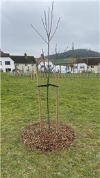 Tree mulching