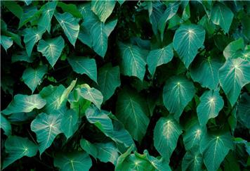 Please may we have our footpath back?