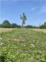 Westminster field
