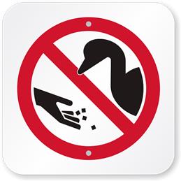 Please don't feed the Ducks