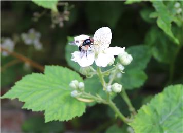 Wildlife in the garden