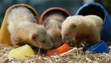 Ferret racing- Sat 17th February 6.30pm