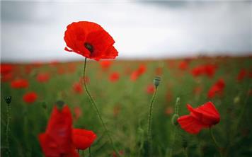 Remembrance Sunday and Armistice Service
