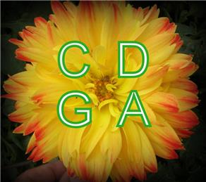 Collingham and District Gardening Association