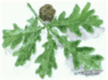 Marsh Gibbon Parish Council