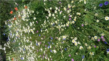 Rhodesia Parish Council