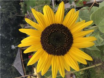 Christchurch School Community Garden